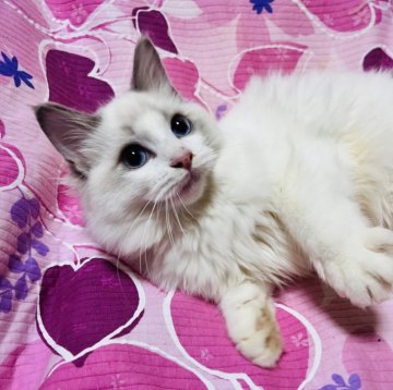 ラグドール【大阪府・男の子・2025年7月7日・ブルーポイントバイカラー】の写真「甘えたの可愛いお顔の王子様💕イケメンに成長中」