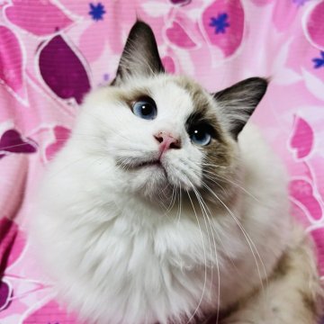 ラグドール【大阪府・男の子・2025年4月24日・シールポイントバイカラー】の写真「可愛いお顔の王子様💕パパはチャンピオン！」