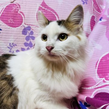 サイベリアン【大阪府・男の子・2025年5月20日・ブラウンタビー&ホワイト】の写真「可愛いお顔の男の子💕イケメンに成長中」