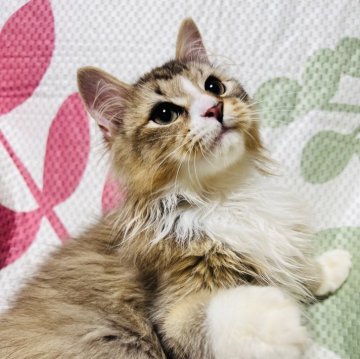 ミヌエット(長足)【大阪府・男の子・2025年2月24日・ブラウンタビー&ホワイト】の写真「最強に甘えたです👍甘えたをお探しの方にオススメで」