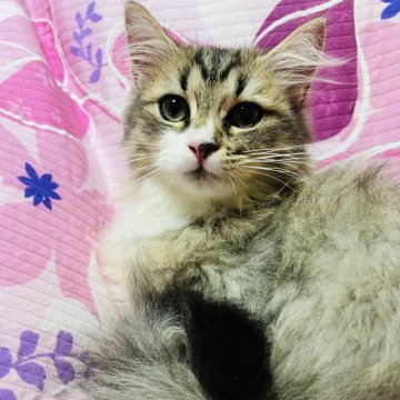 ミヌエット(長足)【大阪府・男の子・2025年3月30日・ブラウンタビー&ホワイト】の写真「めちゃくちゃ可愛いお顔😍総額126,000円」