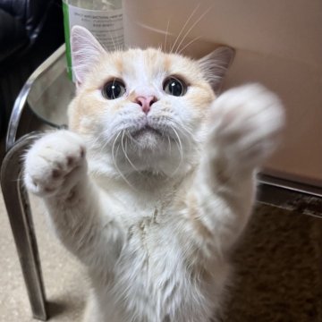 ミヌエット(短足)【大阪府・男の子・2025年4月5日・レッドタビー】の写真「凄く甘えたの可愛い子💕ゴロスリ止まりません！」