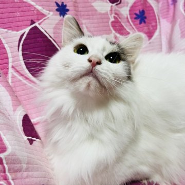 ミヌエット(長足)【大阪府・女の子・2024年7月25日・ブルータビー&ホワイト】の写真「お目目の大きな甘えたの女の子💕避妊手術代込み」