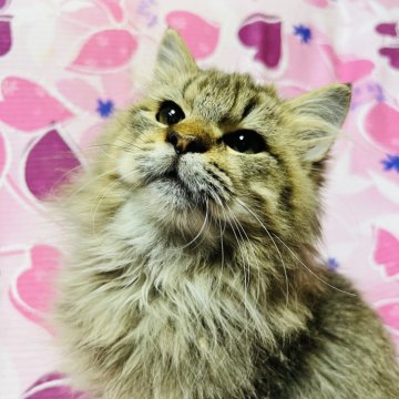 サイベリアン【大阪府・男の子・2025年6月8日・ブラウンタビー】の写真「可愛くてかっこいい男の子❣️」