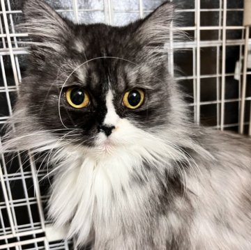 ミヌエット(長足)【大阪府・女の子・2024年6月7日・ブラックシルバータビー&ホワイト】の写真「個性的な柄が可愛い❣️小柄で子猫みたいに可愛い子」