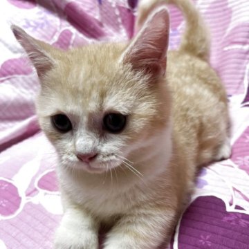 ミヌエット(短足)【大阪府・男の子・2025年4月5日・レッドタビー】の写真「凄く甘えたの可愛い子💕ゴロスリ止まりません！」