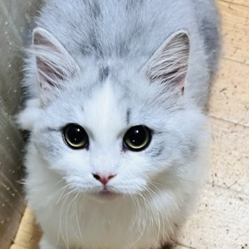 ミヌエット(短足)【大阪府・男の子・2025年6月21日・シルバータビー&ホワイト】の写真「めちゃくちゃ可愛いお顔の美少年😍大人しい子」