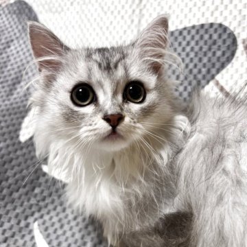 ミヌエット(短足)【大阪府・女の子・2025年3月30日・シルバータビー&ホワイト】の写真「めちゃくちゃ可愛いお顔😍大人しい子！」