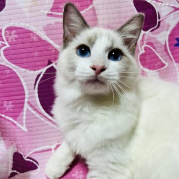 ラグドール【大阪府・男の子・2025年5月7日・ブルーポイントバイカラー】の写真「甘えたの可愛いお顔の王子様💕イケメンに成長中！」