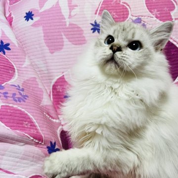 サイベリアン【大阪府・男の子・2025年5月14日・シナモンリンクス】の写真「可愛いお顔の男の子💕イケメンに成長中😍」