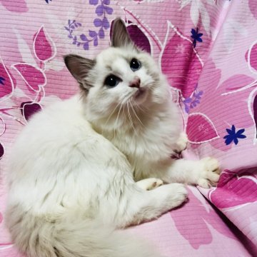 ラグドール【大阪府・男の子・2025年7月7日・ブルーポイントバイカラー】の写真「甘えたの可愛いお顔の王子様💕イケメンに成長中」