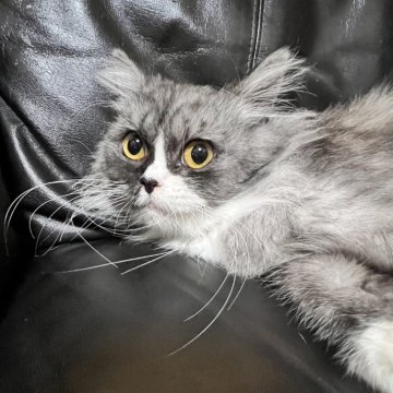 ミヌエット(長足)【大阪府・女の子・2024年6月7日・ブラックシルバータビー&ホワイト】の写真「個性的な柄が可愛い❣️小柄で子猫みたいに可愛い子」