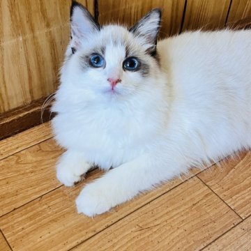 ラグドール【大阪府・女の子・2025年7月7日・シールポイントバイカラー】の写真「甘えたの可愛いお顔のお姫様💕美少女に成長中❣️」