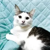 ノルウェージャンフォレストキャット