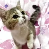 ミヌエット(短足)