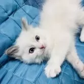 ラグドール【大阪府・男の子・2024年10月25日・ブルーポイントバイカラー】の写真1「元気いっぱいで見てると楽しくなります🤭」