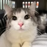 ノルウェージャンフォレストキャット