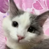 ミヌエット(長足)