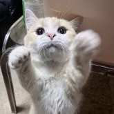 ミヌエット(短足)