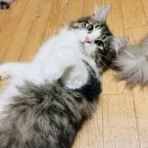 ノルウェージャンフォレストキャット
