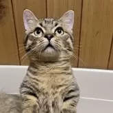 ミヌエット(短足)
