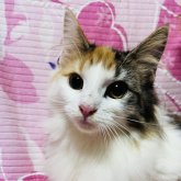 ノルウェージャンフォレストキャット