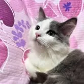 ミヌエット(長足)