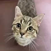 ミヌエット(短足)