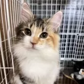 サイベリアン✖️ノルウェージャン【大阪府・女の子・2025年5月21日・キャリコ】の写真1「色合いの綺麗な甘えたの美少女です！」