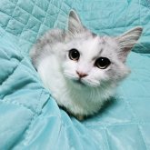 ミヌエット(短足)