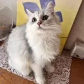 ミヌエット(長足)