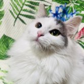 ミヌエット(長足)