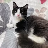 ノルウェージャンフォレストキャット【大阪府・男の子・2024年7月25日・ブラック&ホワイト】の写真1「むちコロボディの可愛い子💕」
