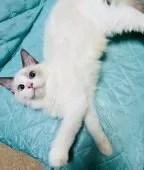 ラグドール【大阪府・男の子・2025年4月24日・シールポイントバイカラー】の写真3「甘えたでいつもゴロゴロと上機嫌💕」