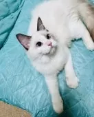 ラグドール【大阪府・男の子・2025年4月24日・シールポイントバイカラー】の写真6「イケメンに成長中(^^)」