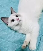 ラグドール【大阪府・男の子・2025年4月24日・シールポイントバイカラー】の写真7