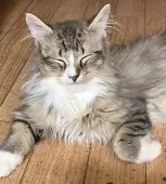 ミヌエット(長足)【大阪府・男の子・2025年2月24日・ブラウンタビー&ホワイト】の写真8