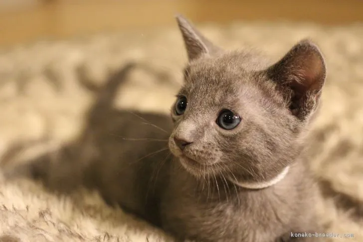 アキ 様のお迎えした子猫