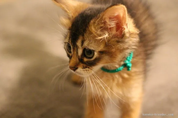 ID：1708-00701の子猫