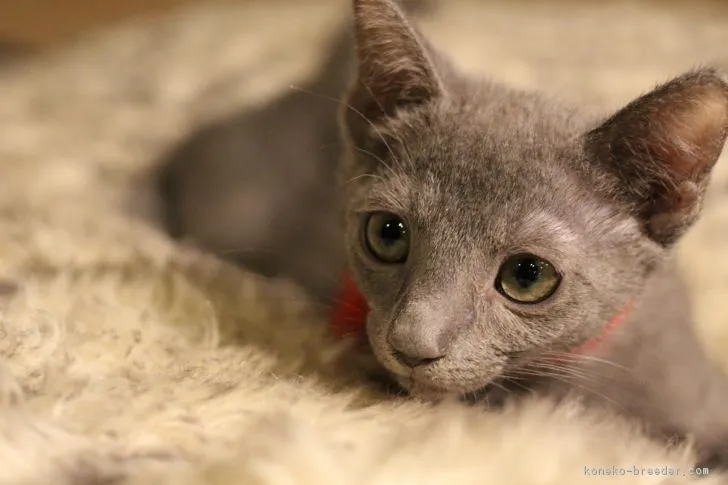 うさぎちゃんの文化活動 様のお迎えした子猫