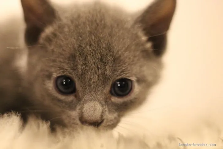 クルクル 様のお迎えした子猫