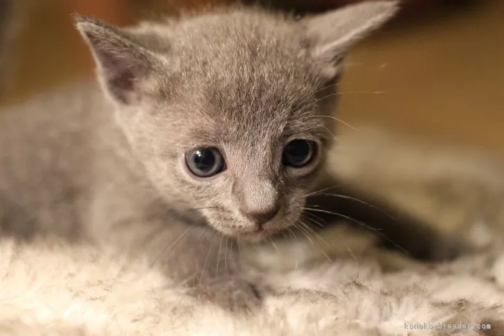 うきうき 様のお迎えした子猫