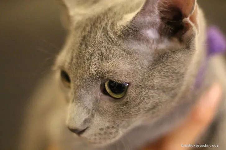 ID：1904-01329の子猫