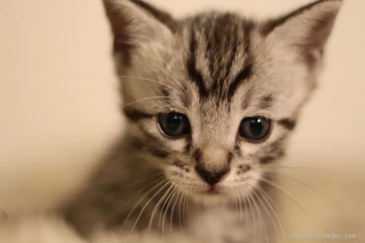 バンバン 様のお迎えした子猫