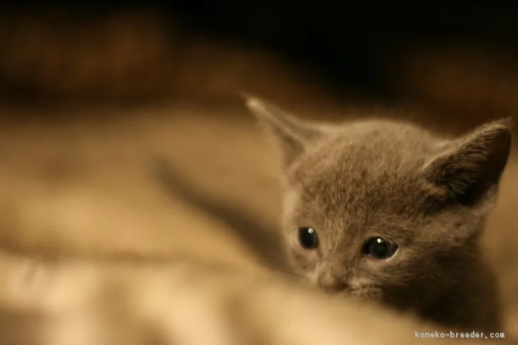 音 様のお迎えした子猫