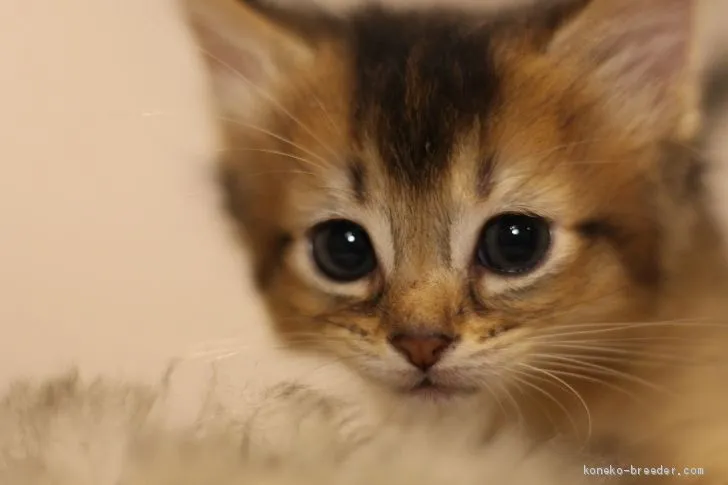 ID：2005-02470の子猫