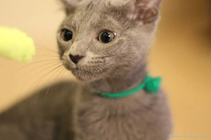ID:1812-00652の子猫