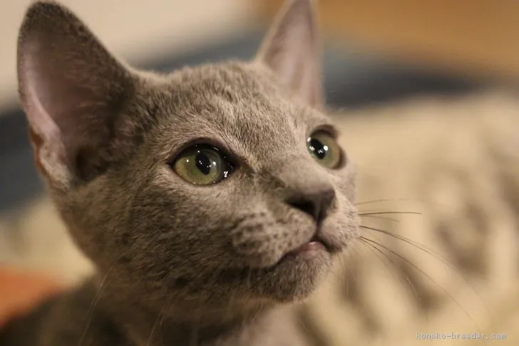 Marcy 様のお迎えした子猫