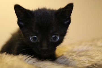 マンチカン(短足)【千葉県・男の子・2020年7月27日・ブラックスモーク（ショート）】の写真「イケメンおっとりな男の仔」