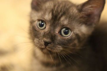 マンチカン(短足)【千葉県・男の子・2020年6月7日・ブラックスモーク（ショート）】の写真「がっしり極短足　賢い男の仔」